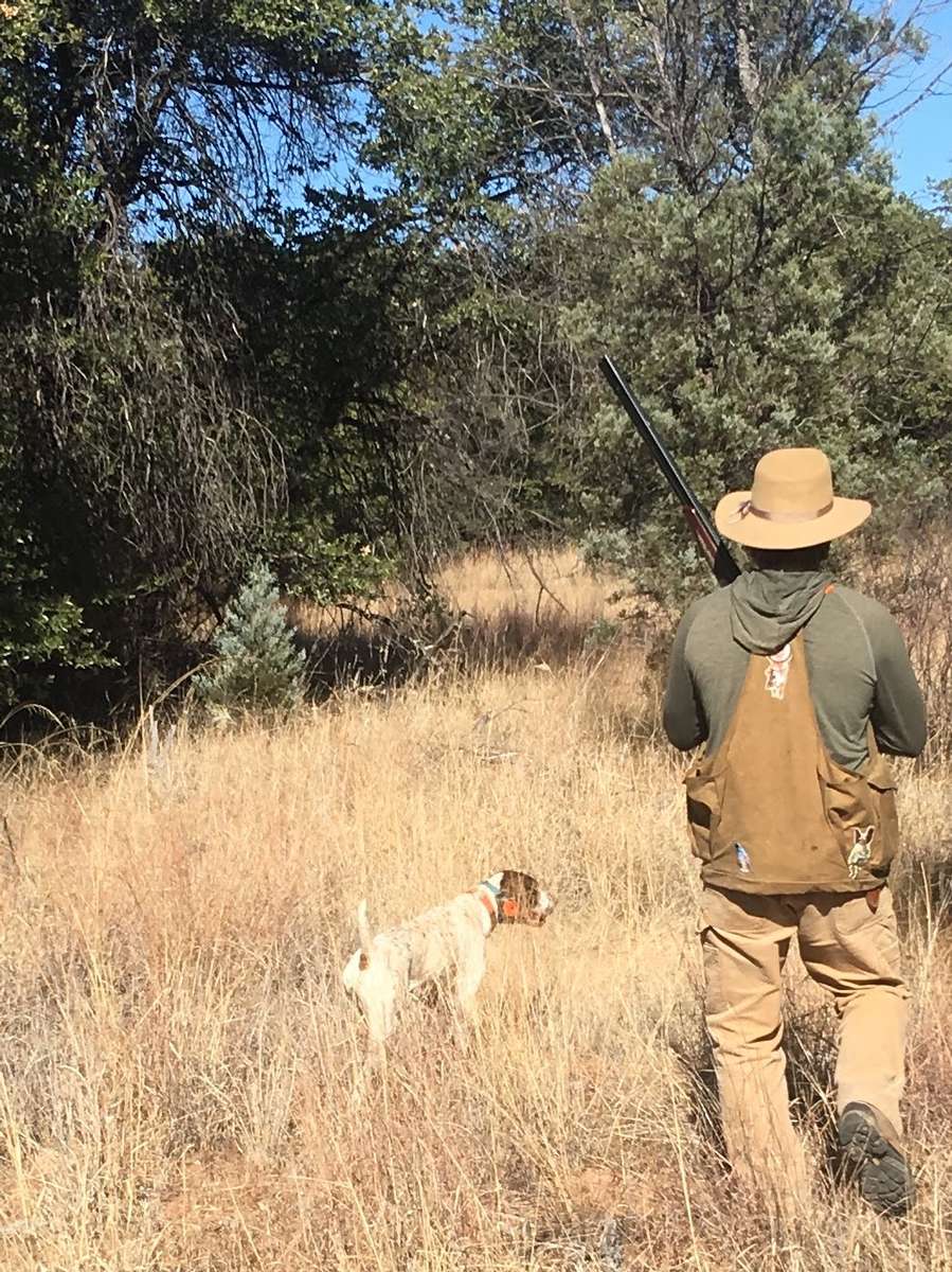 Quail Hunts Arizona Quail Hunting
