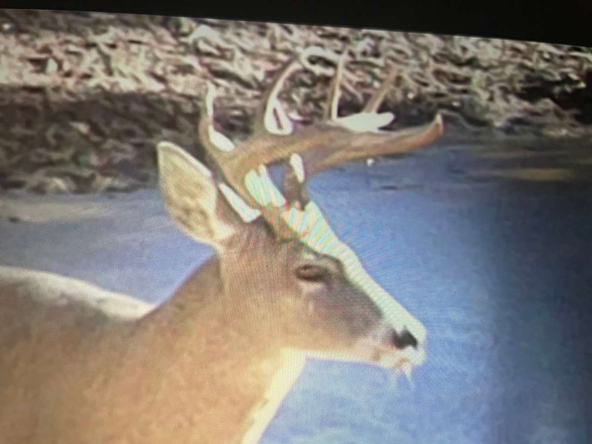 Arizona Archery Coues Deer Hunts Coues Deer